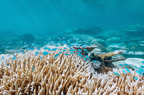 An underwater image of clear blue water. With coral in the foreground and tropical fish in the background.