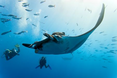 A large manta ray moving gracefully through the waters of Kokomo Island Fiji as two nearby divers watch. A school of large fish are moving around the water nearby, and other manta rays can be seen further in the distance.